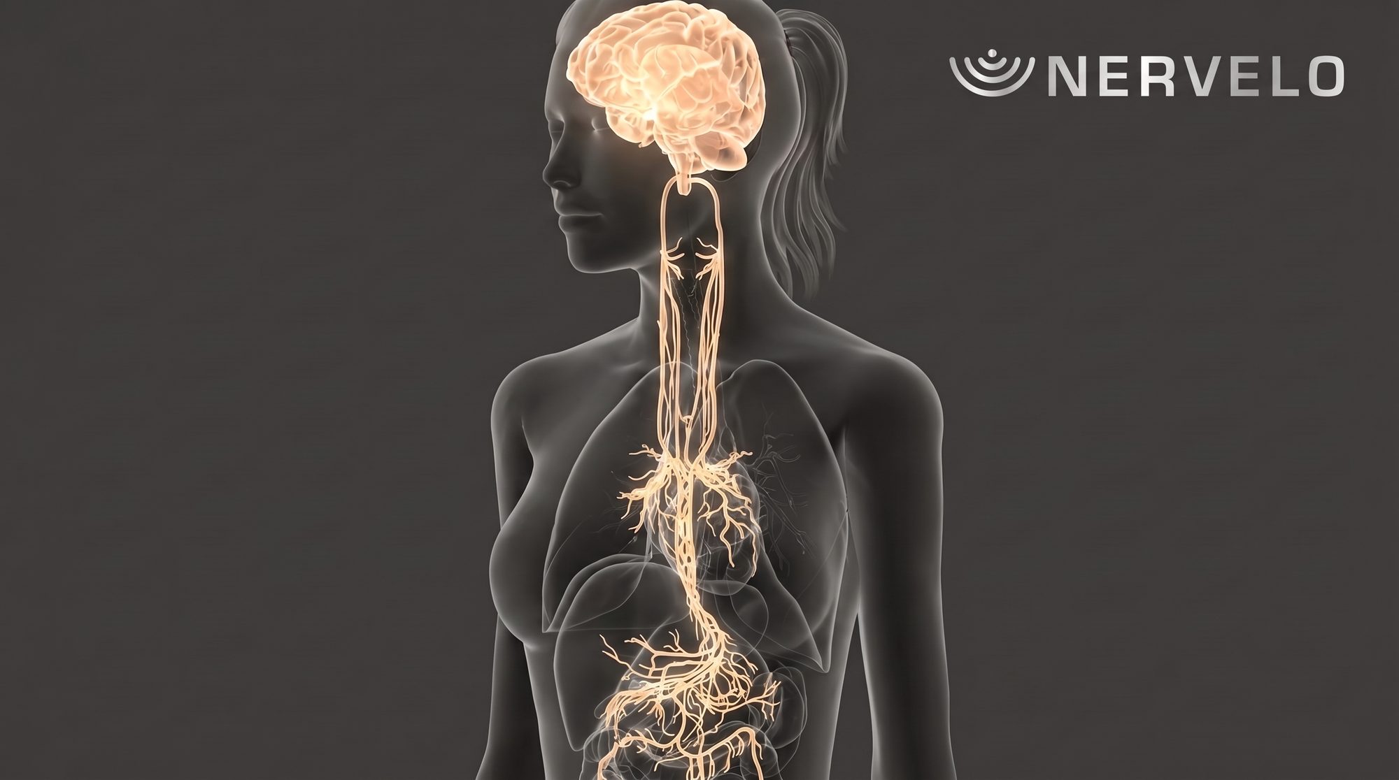 Illustration of the vagus nerve connecting the brain with the heart, lungs and gut